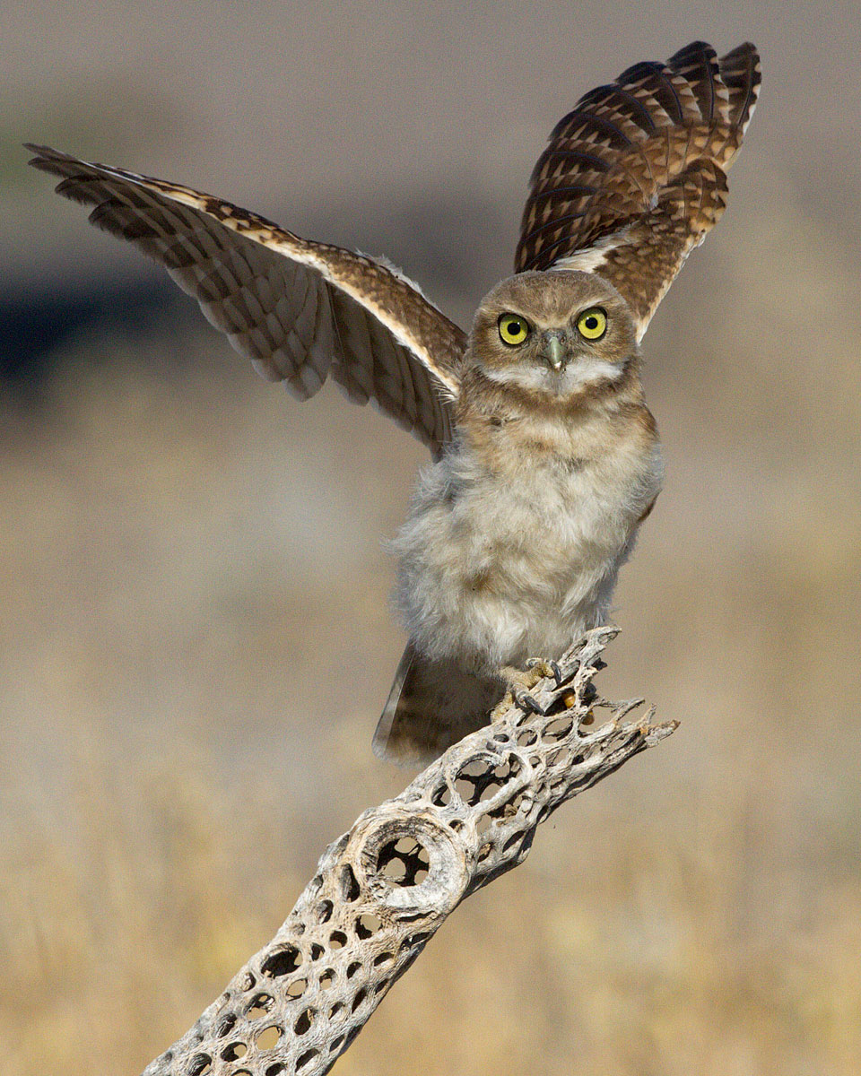 Burrowing Owl