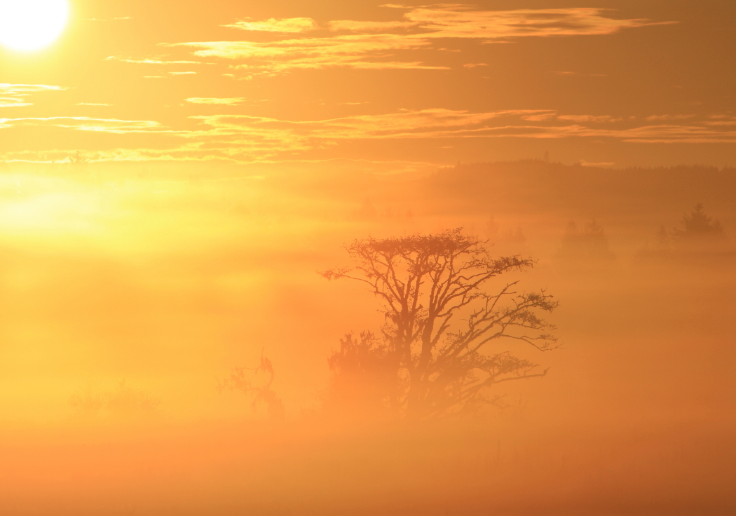 Chinook Sunrise