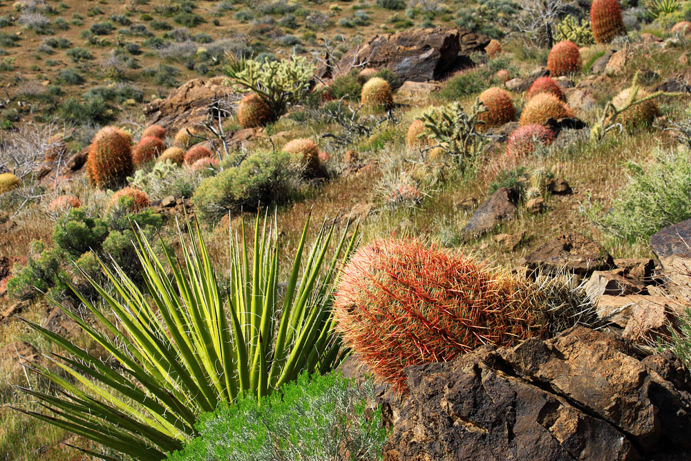 Mas Cactii