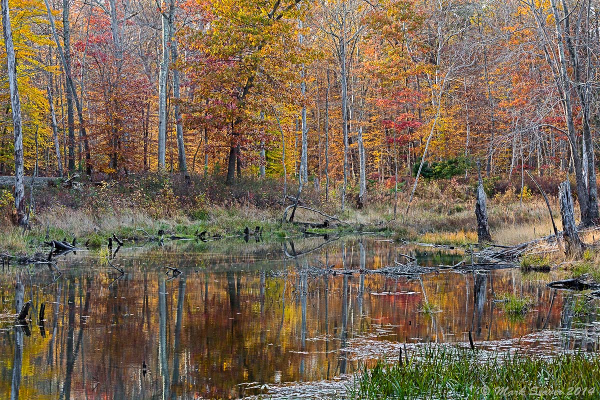 Woodland Pond