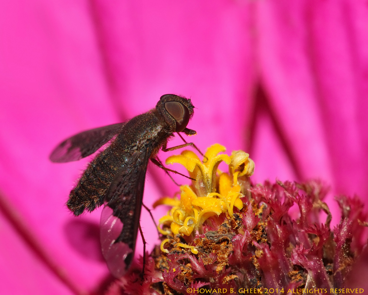 Bombyliidae