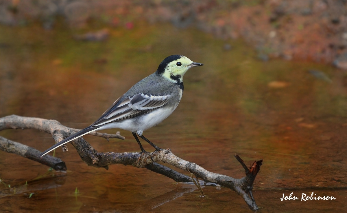 Pied Wagtail