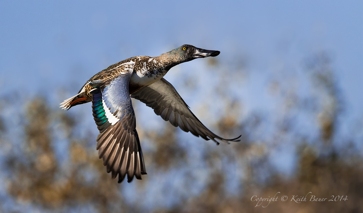 Shoveler in Flight