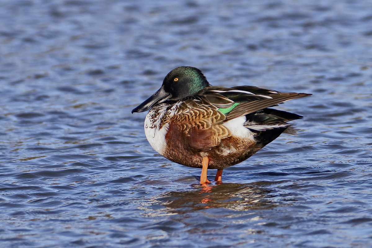 Plump Shoveler Drake