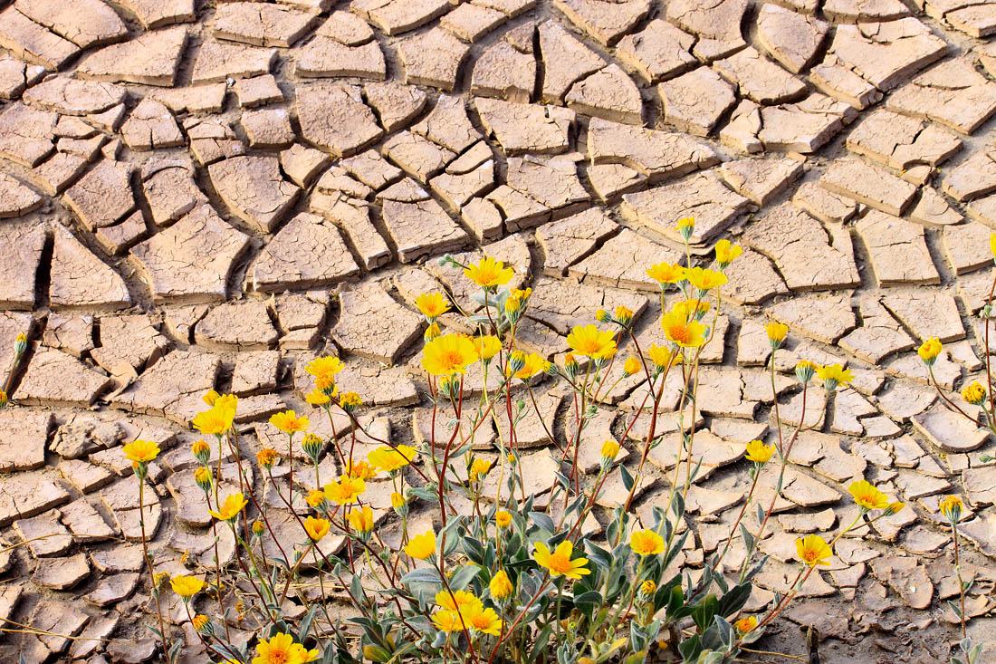 Desert Dry and Gold