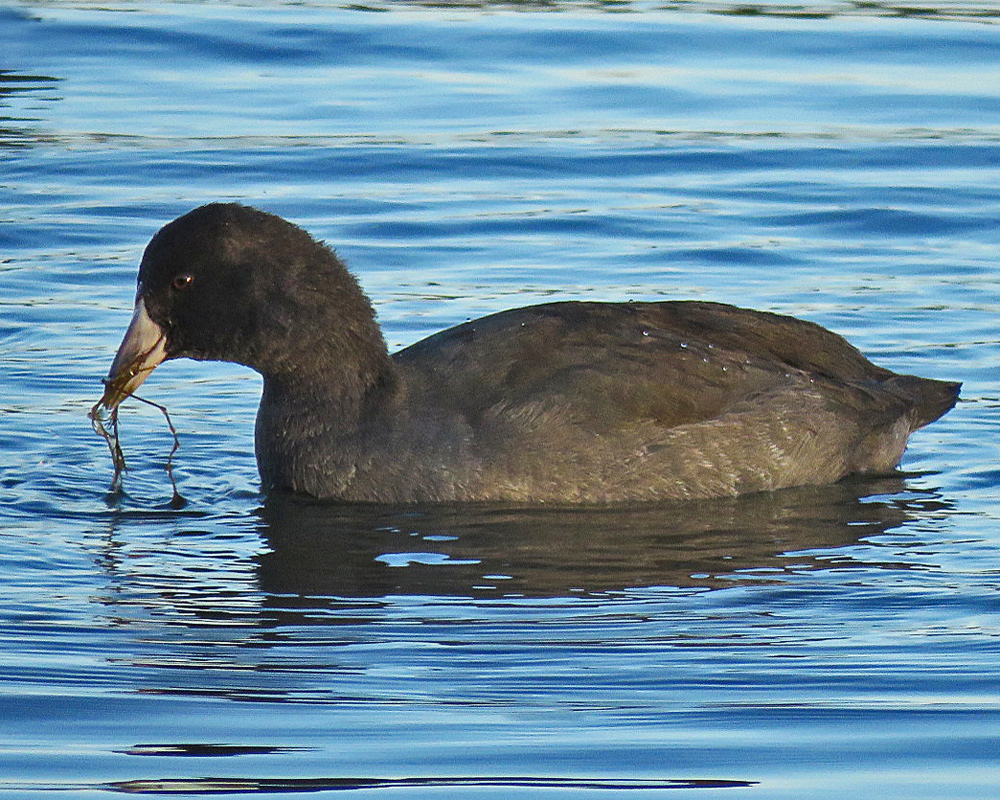 Coot