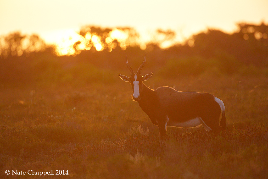 Backlit Bontebok