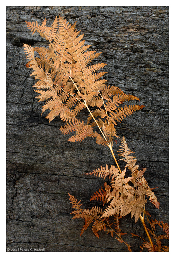 Autumn Fern, Yosemite