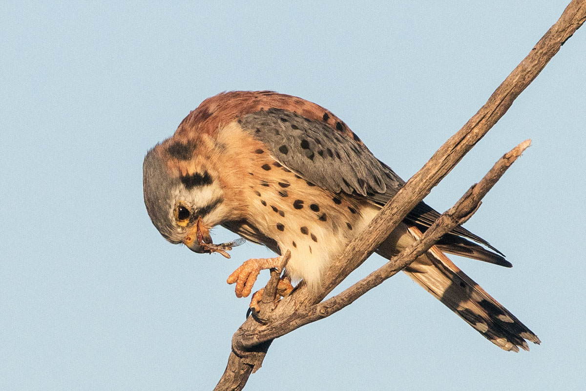 American Kestrel