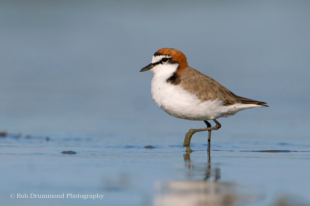 Red-capped Plover