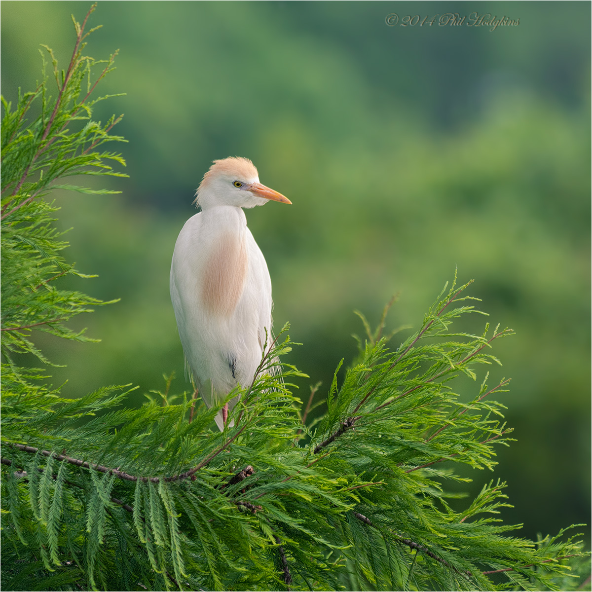 Cattle Egret