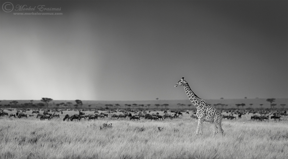 Giraffe in a storm