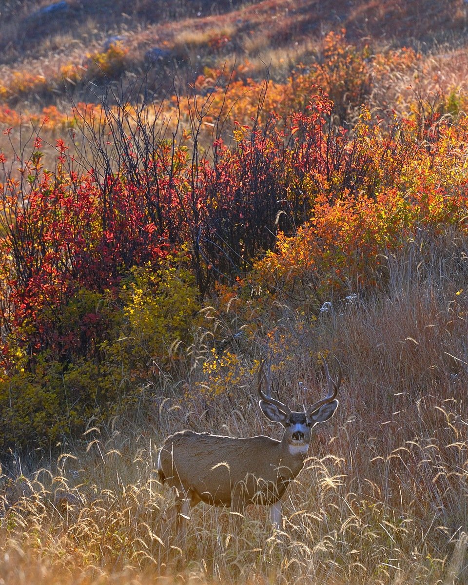 backlight and mule deer