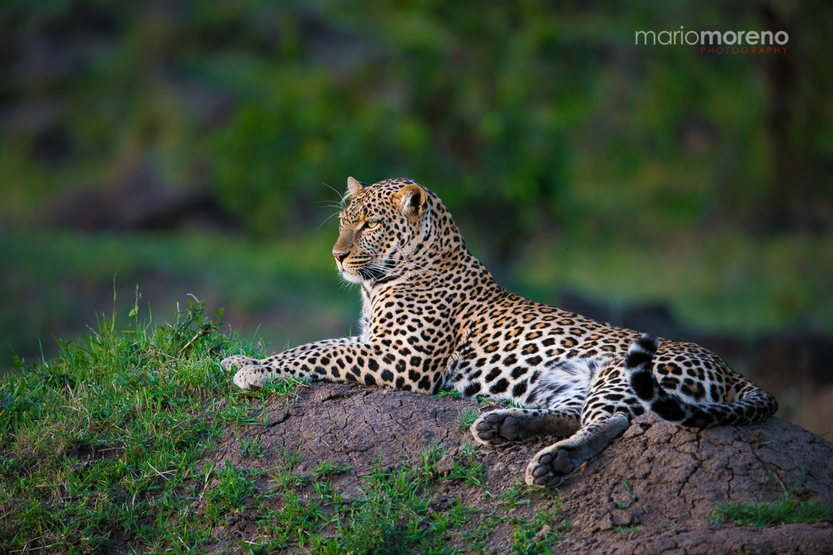 A Mara Leopard
