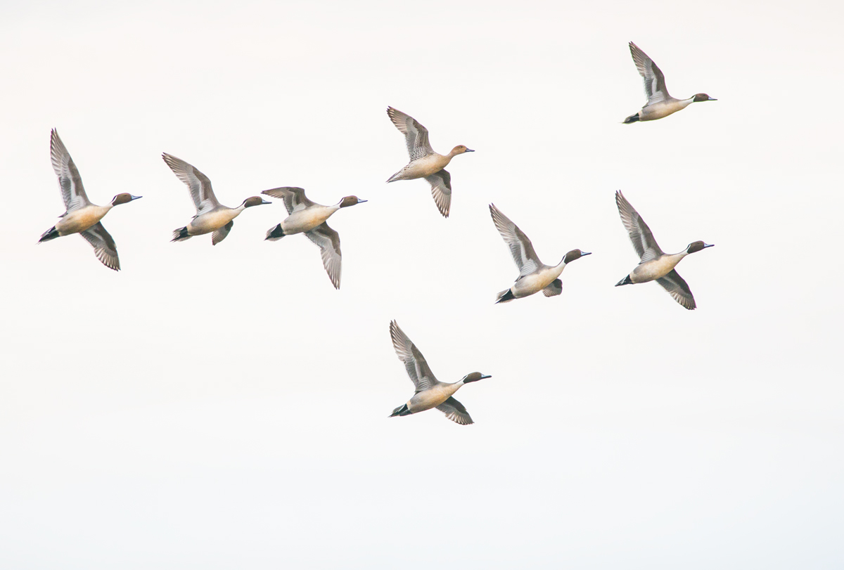 High Key Pintails