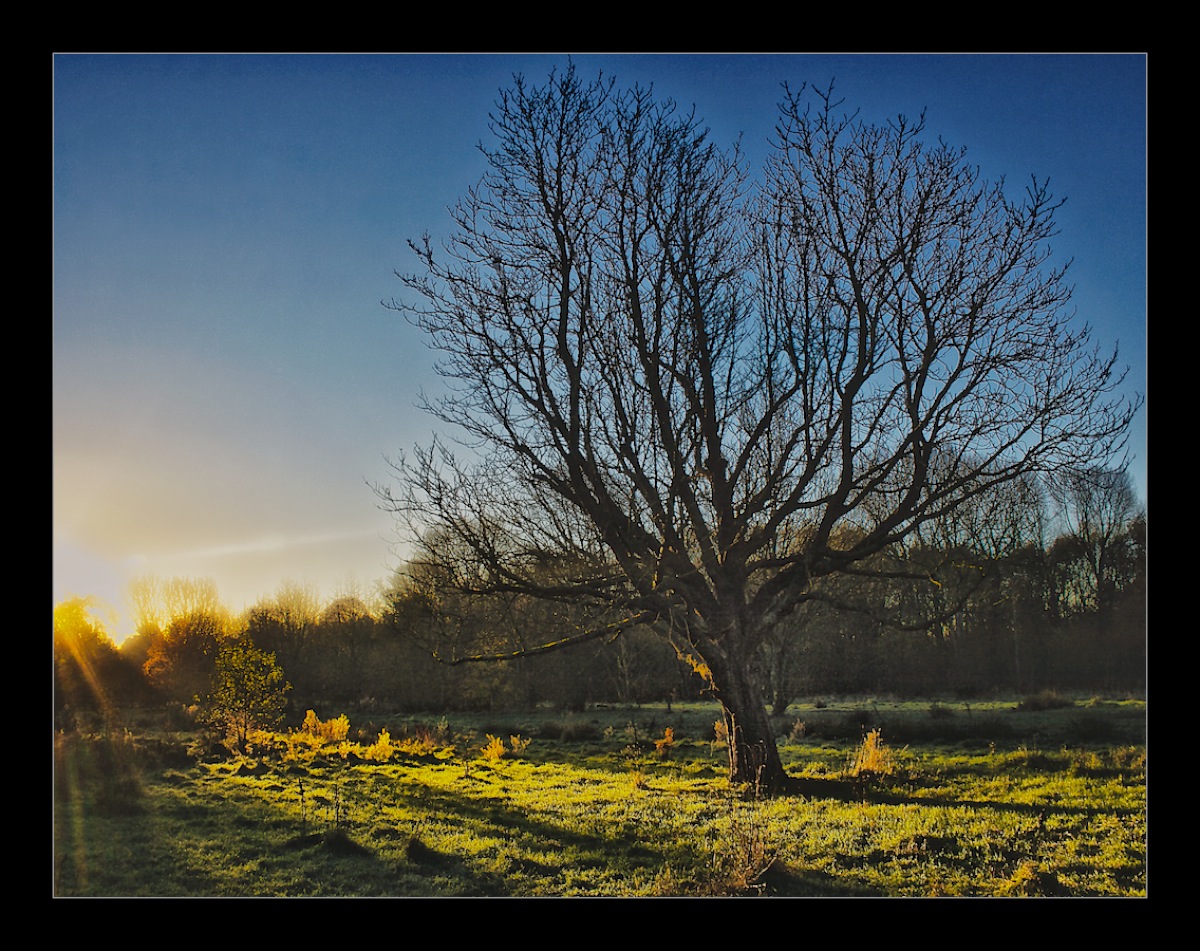 Last Leaves of Autumn