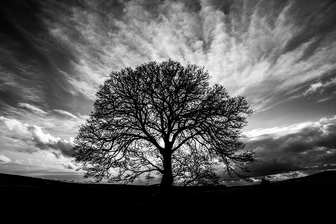 Tis a famous old tree