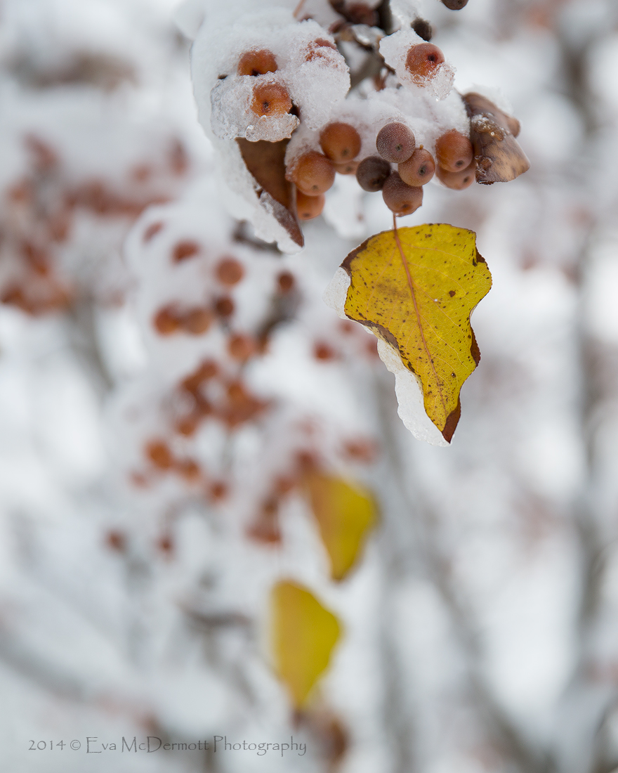 Leaf and Snow