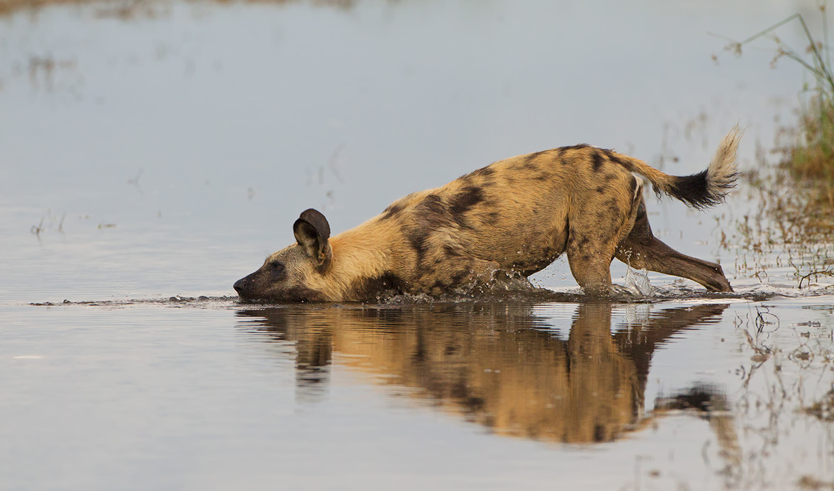 Time for a Dip