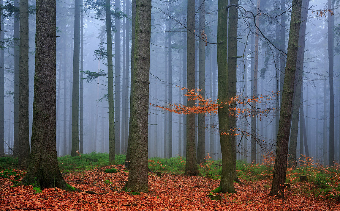 Last Days of Autumn