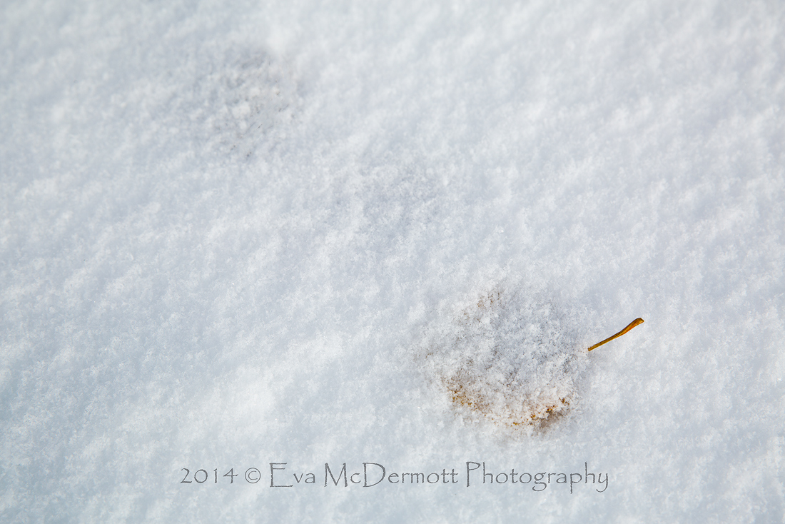 Leaves under Snow