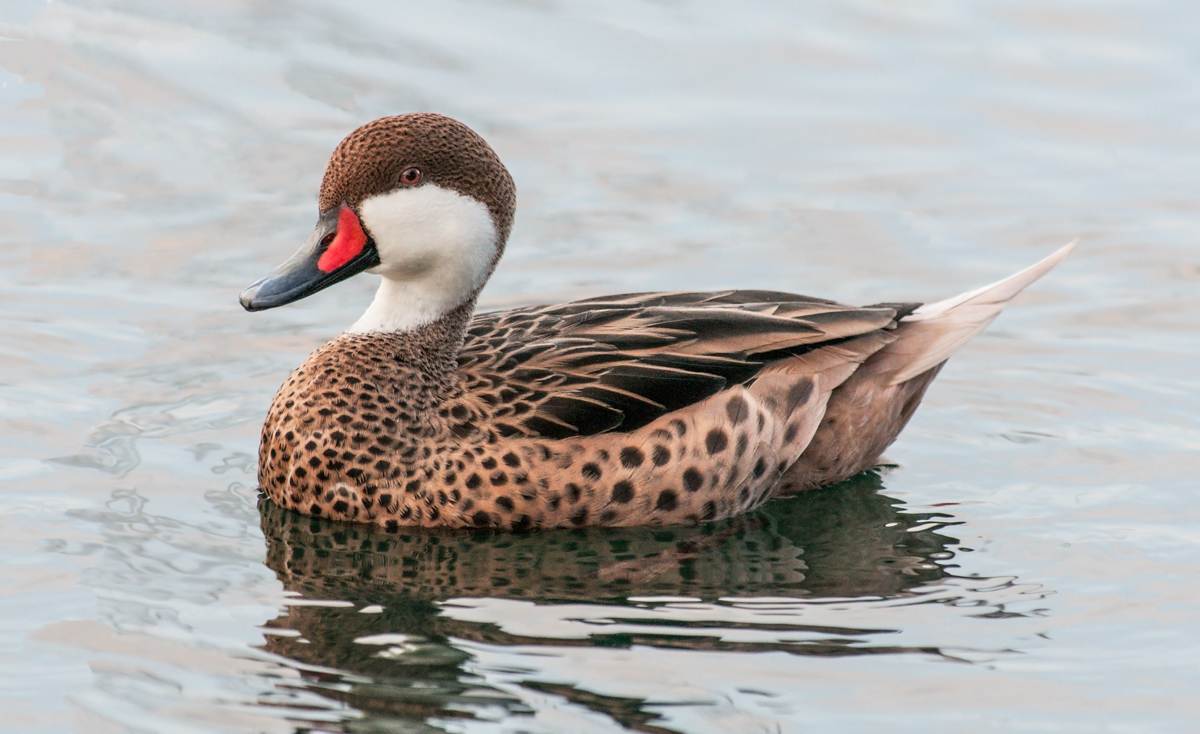 Baahama Pintail