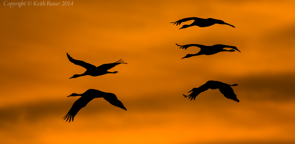 Cranes