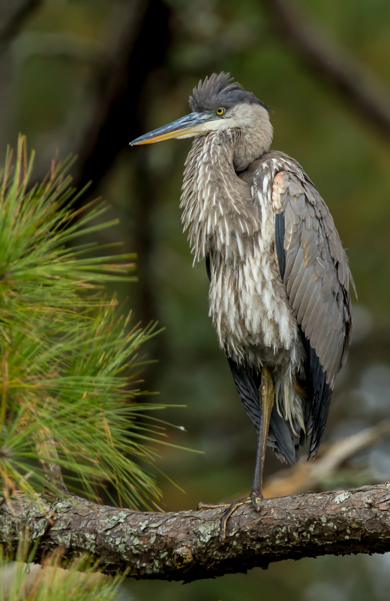 Great Blue Juvenile