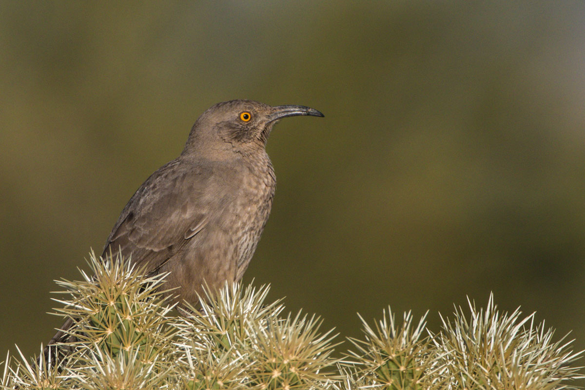 Curved-billed Thrasher