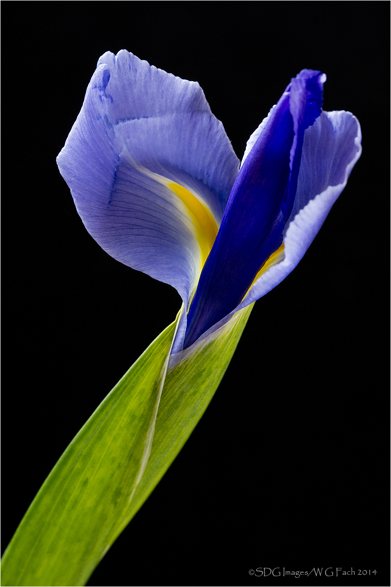 Glorious Unfolding