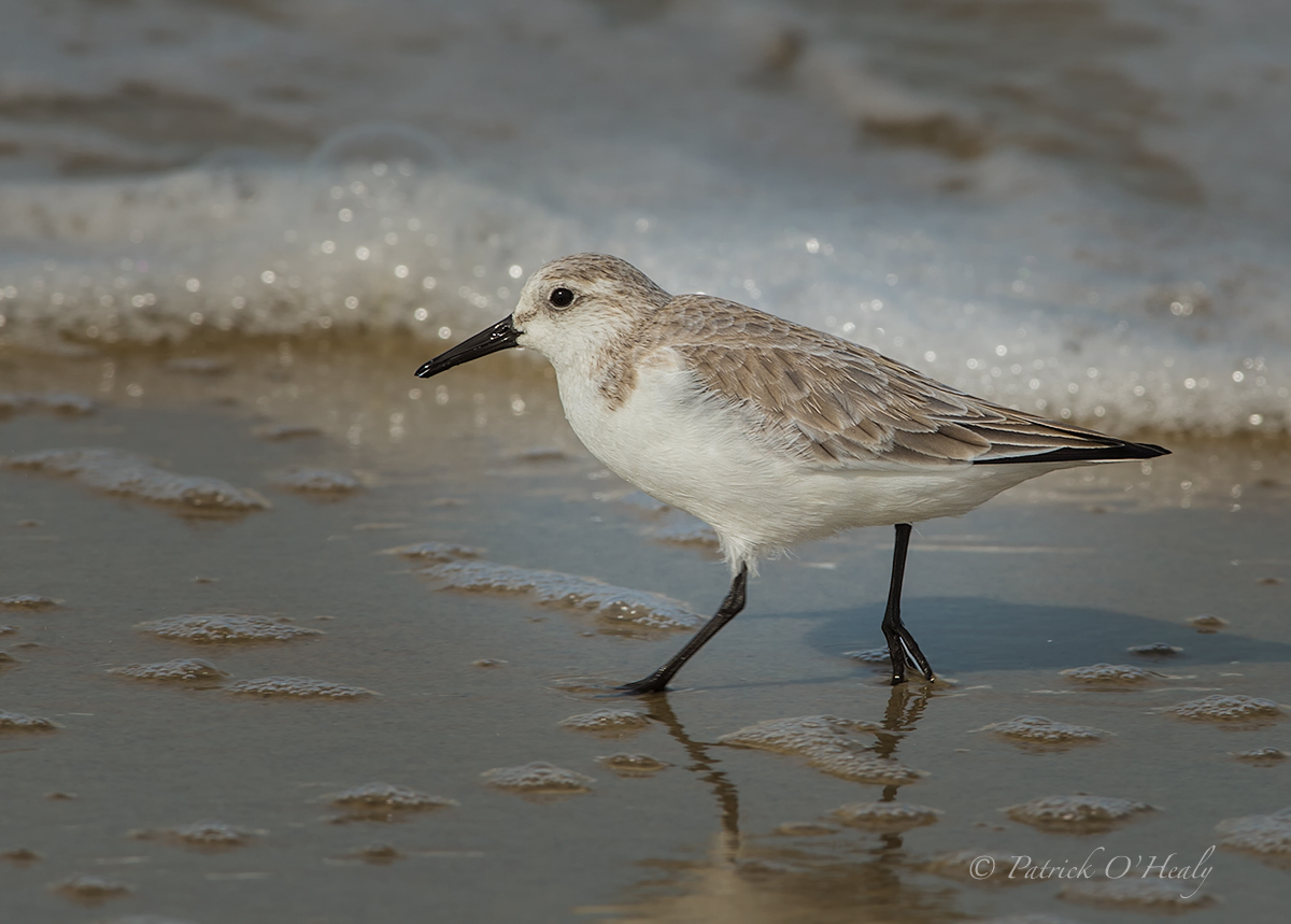 Western Sandpiper