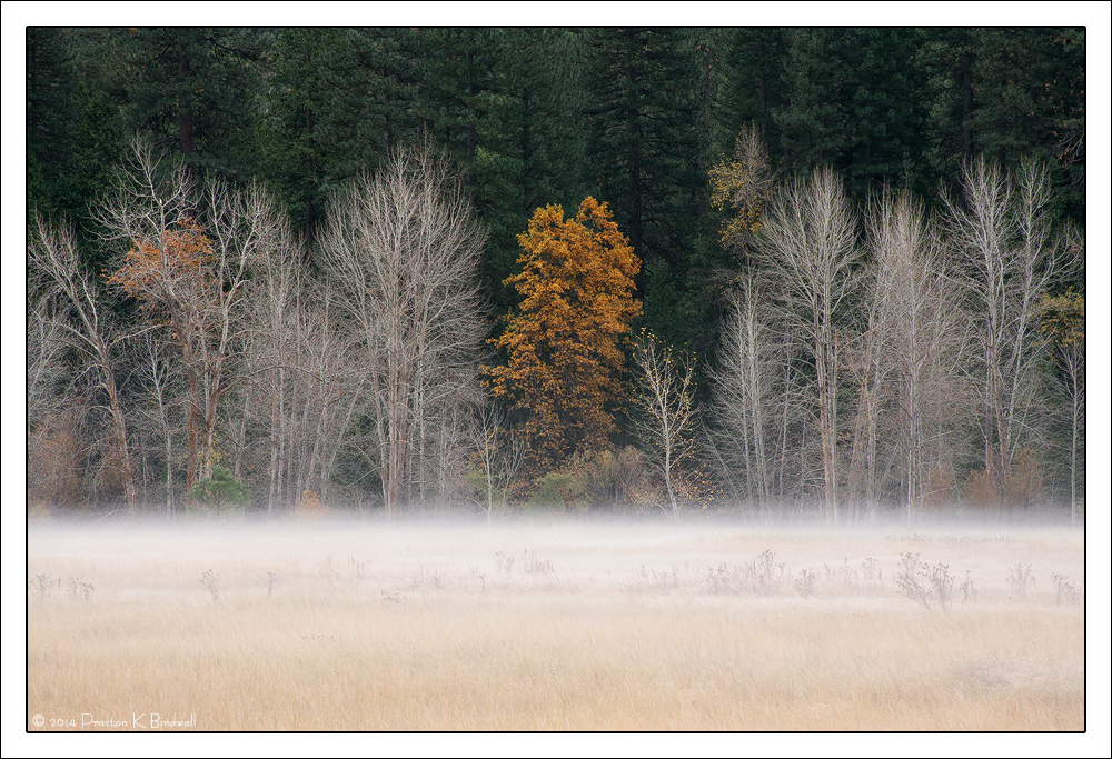 Misty Meadow Morning