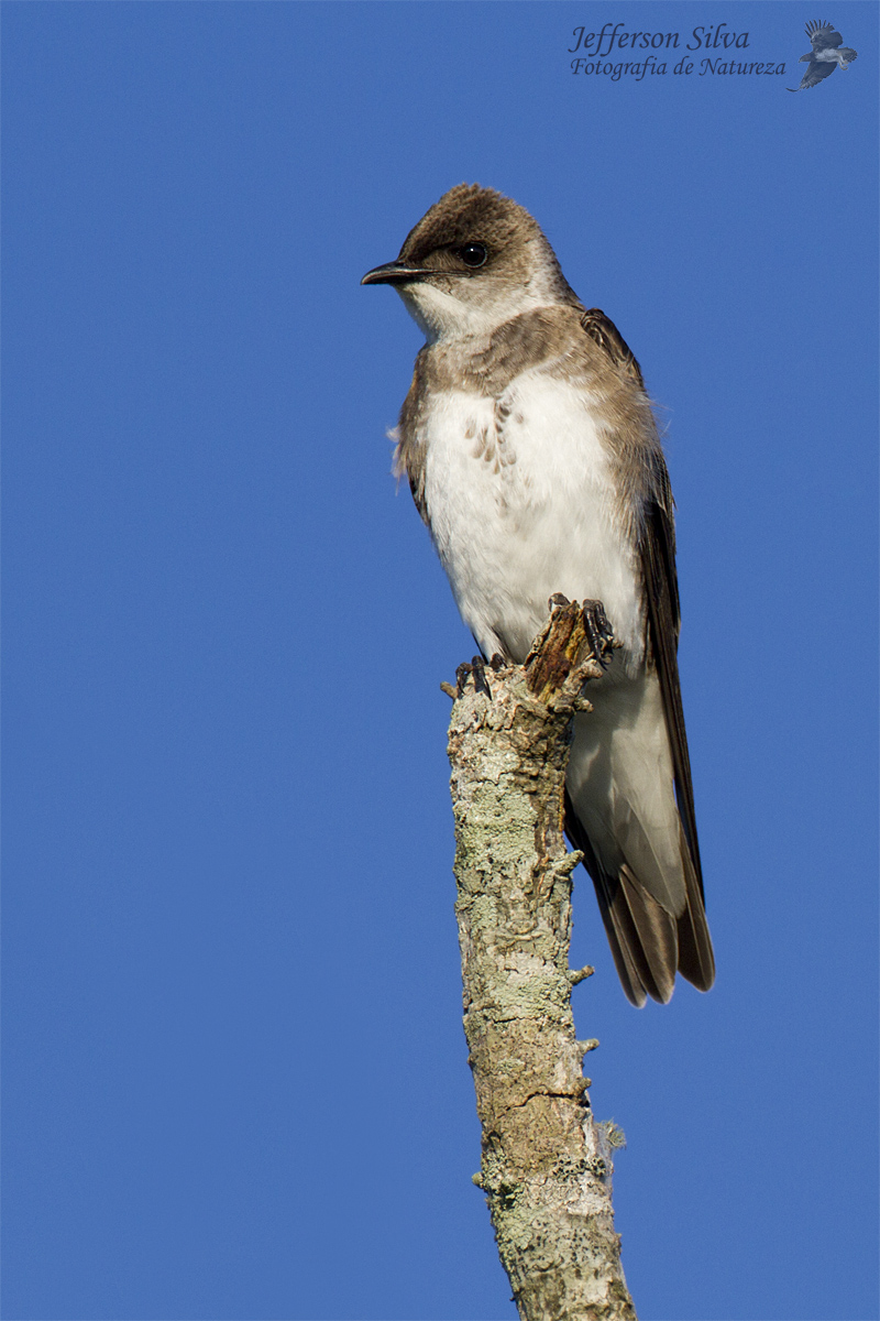 Brown-chested Martin