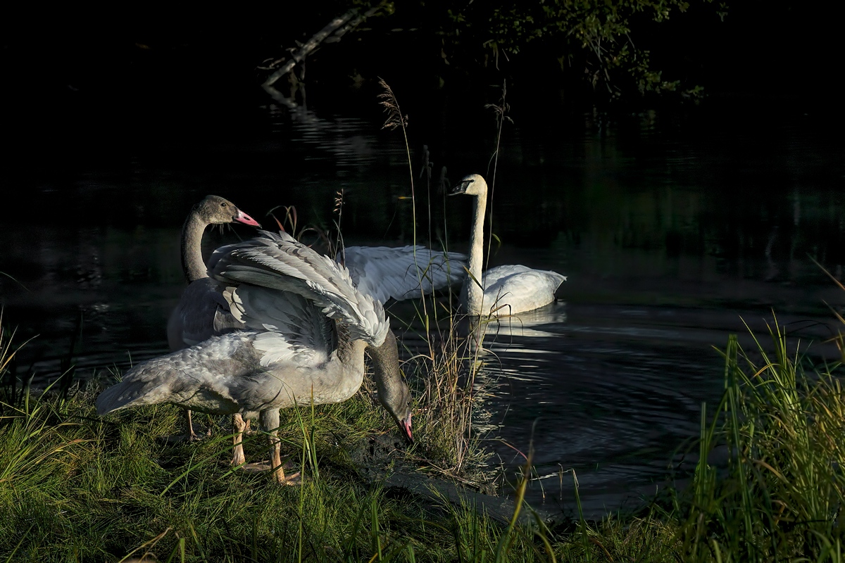 Spotlight on Swans