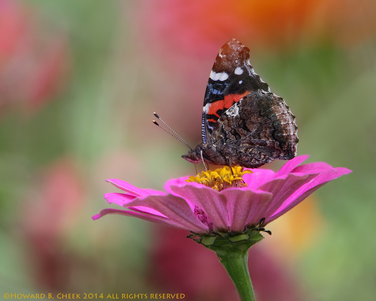 The Color's Gone..
