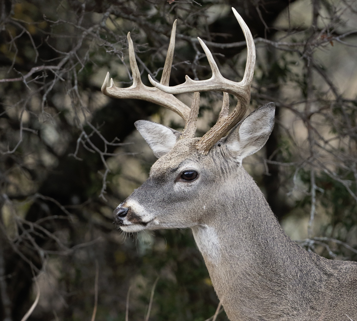 Texas Ten Pointer