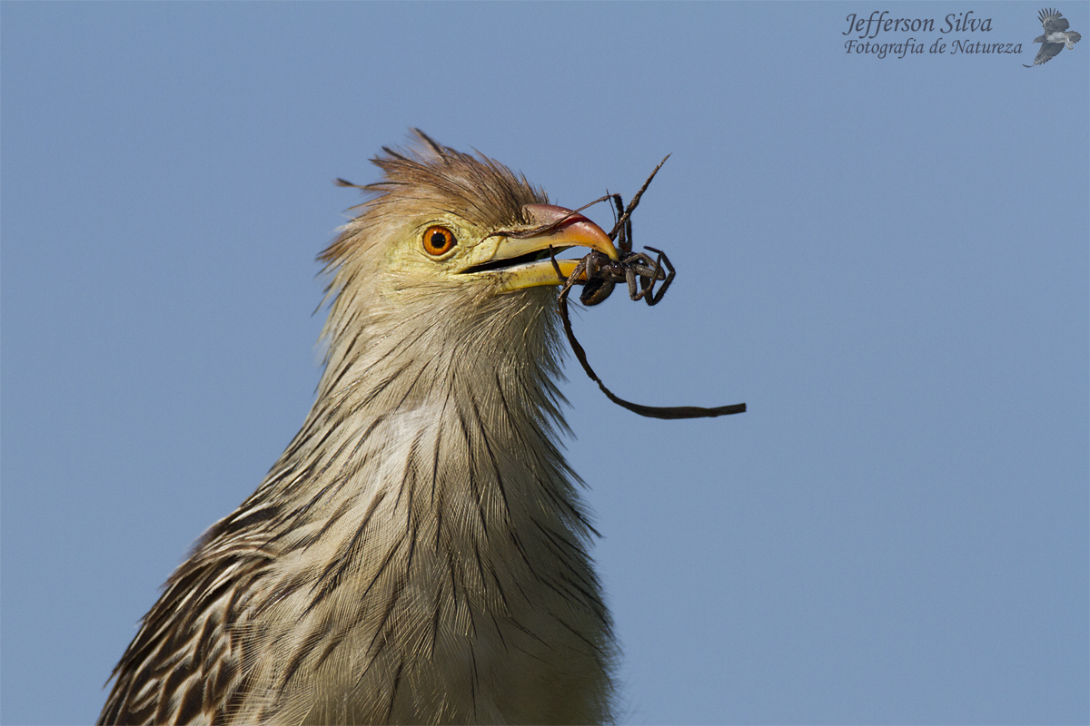 Guira Cuckoo