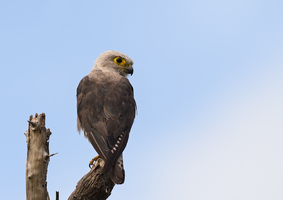 Dickinson's Kestrel