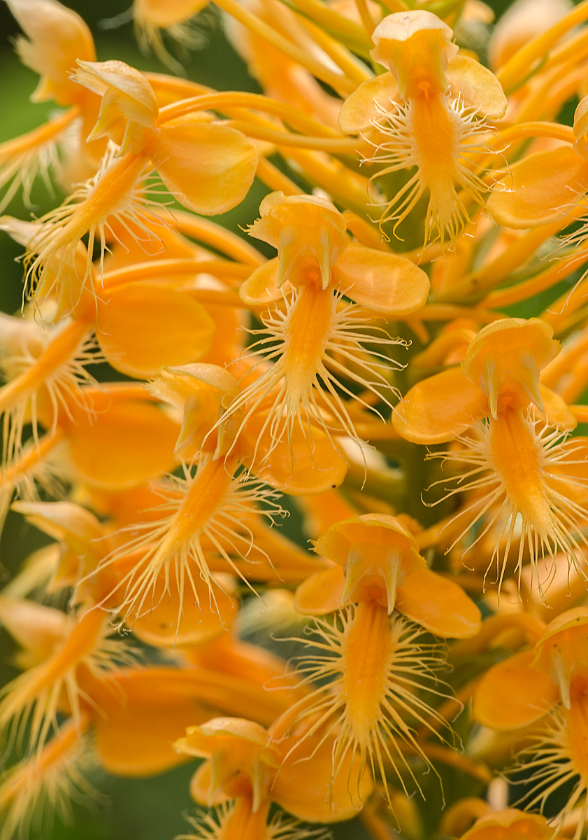 Orange Fringed Orchid