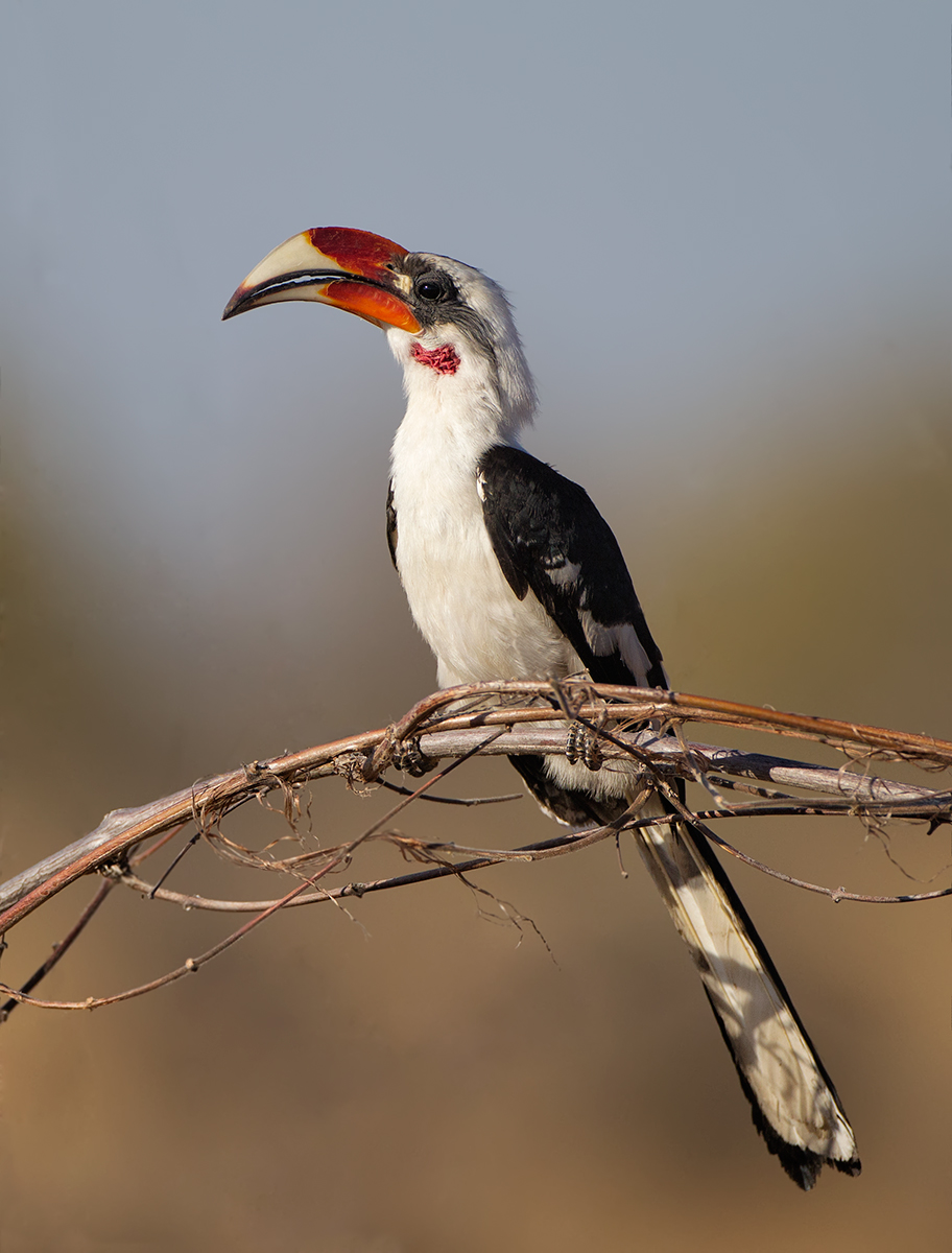 Von der Decken's Hornbil