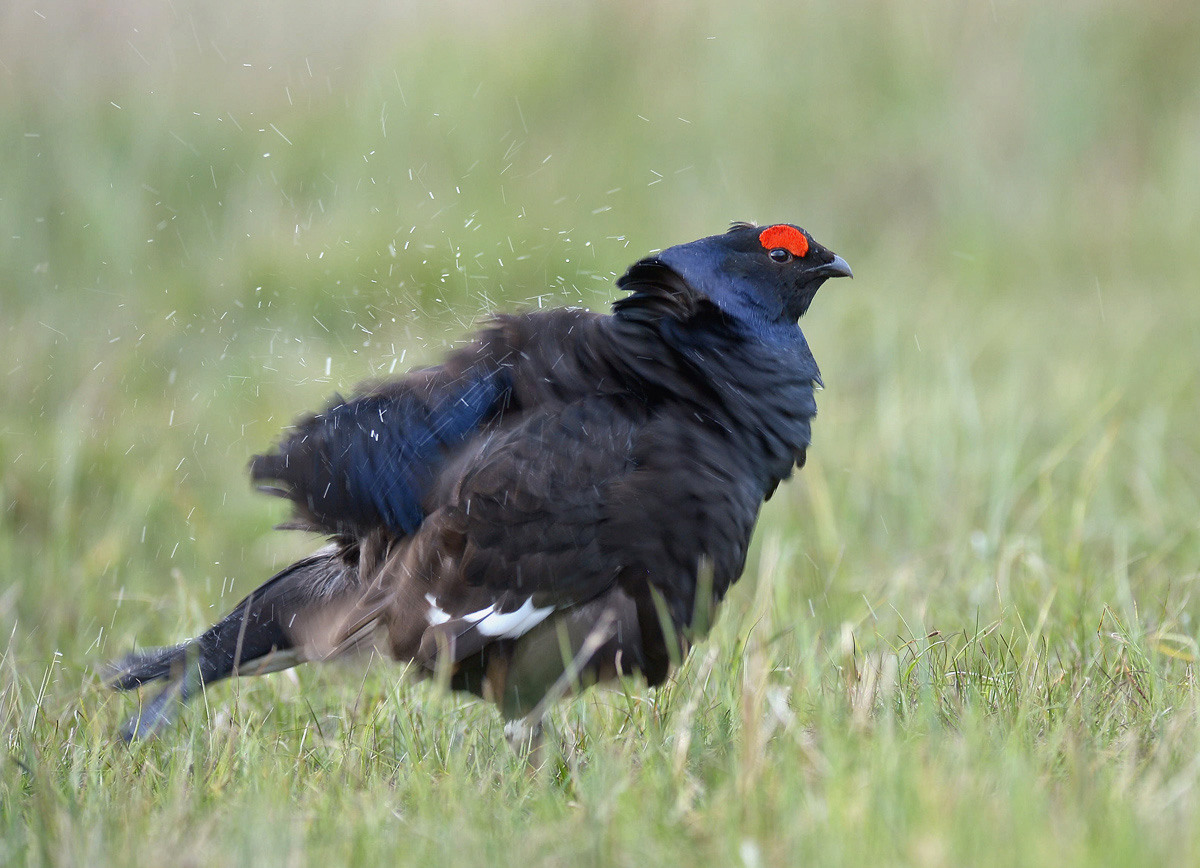 Grouse.
