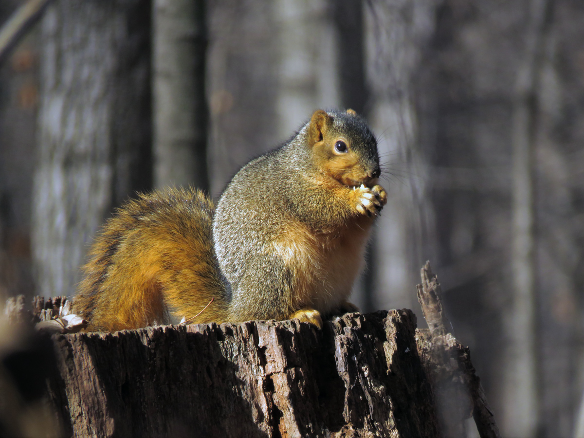 Fox squirrel 