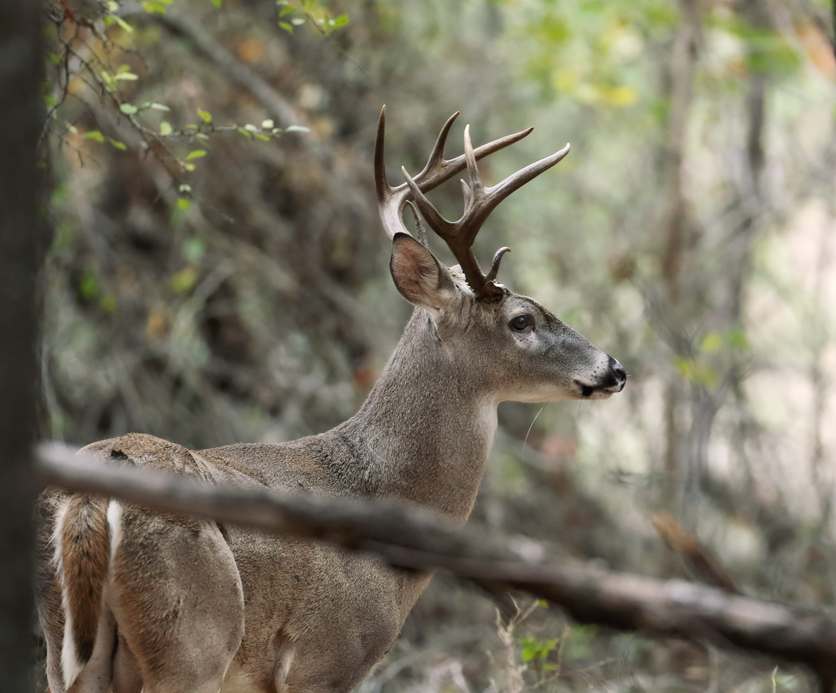 Shadow Timber Buck