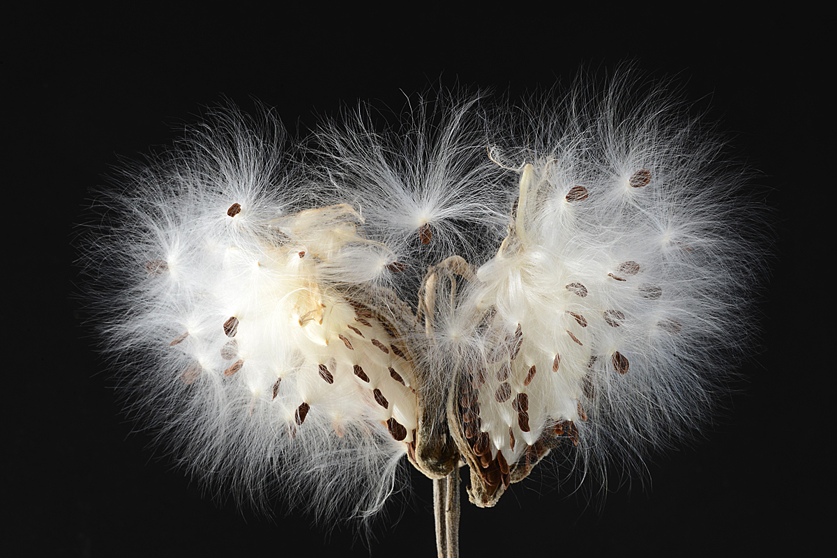    Daring  Milkweed