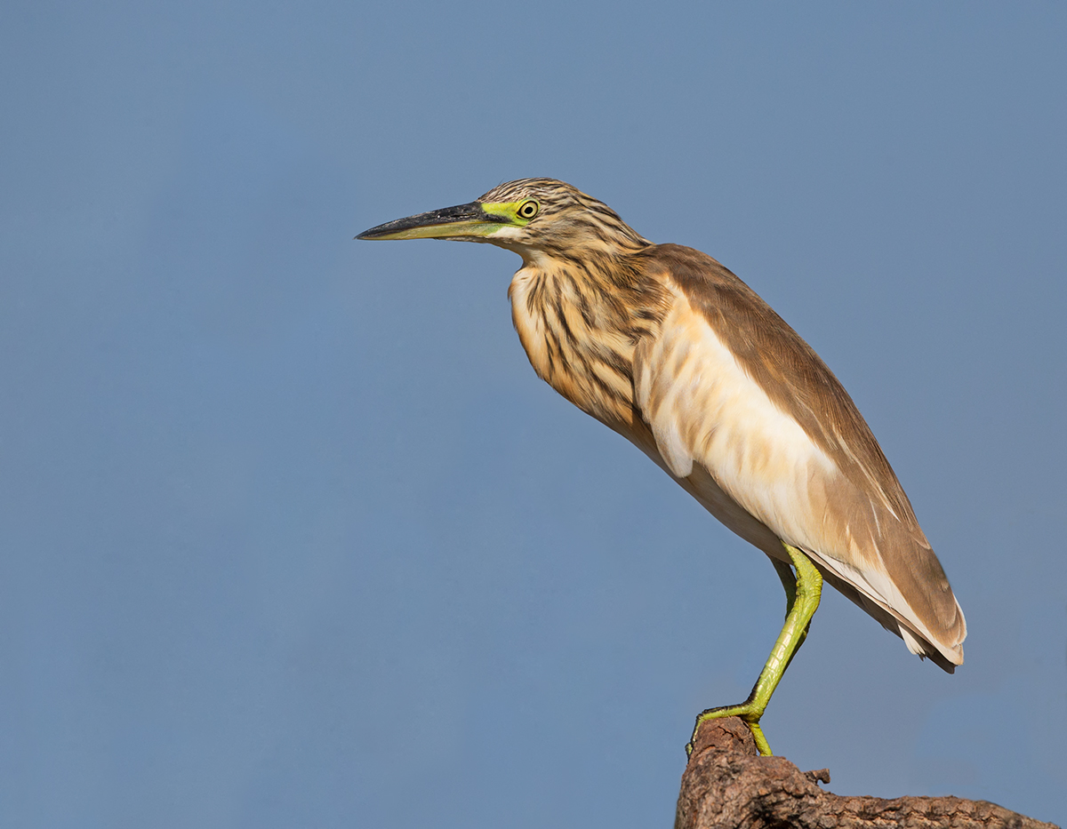 Squacco Heron