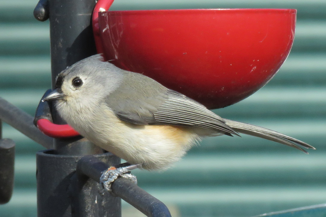 Finally a titmouse