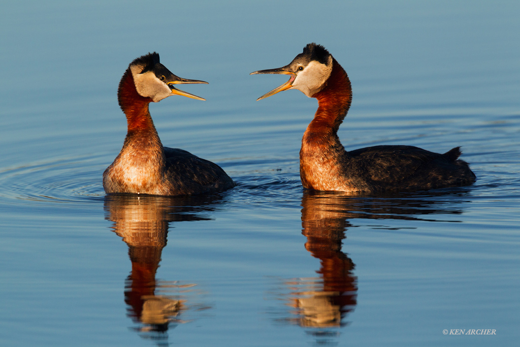 Red-necked Grebes