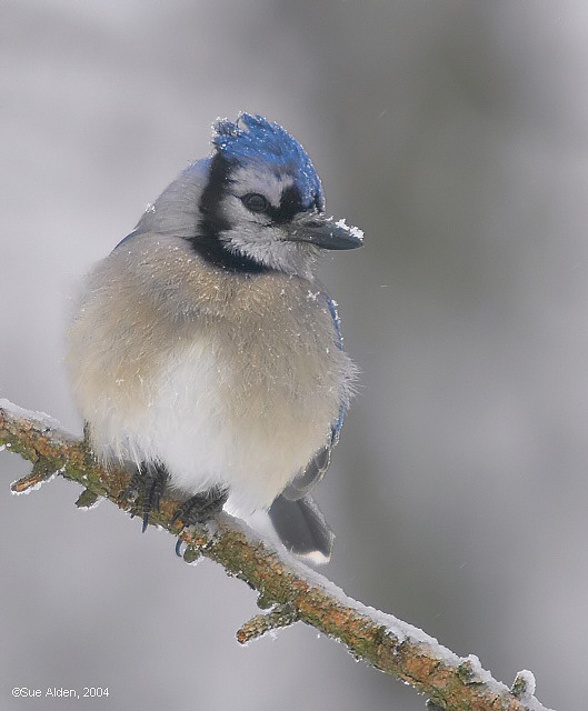 WC: 162   Frosty the Blue Jay