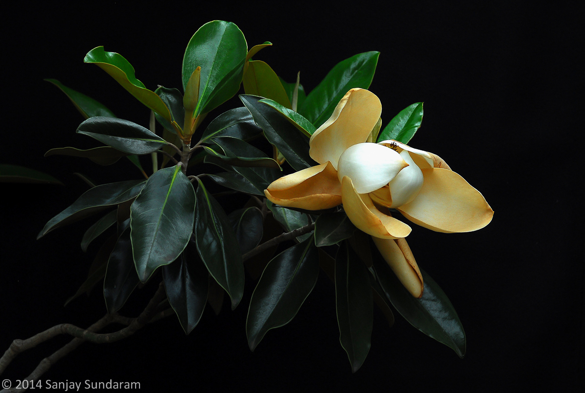 Fading Magnolia WC#663