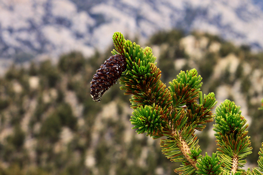 Bristlecone Branch